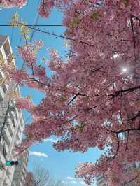 京都で楽しむ早春の桜