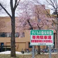 春和景明🌸 札幌櫻花盛開啦