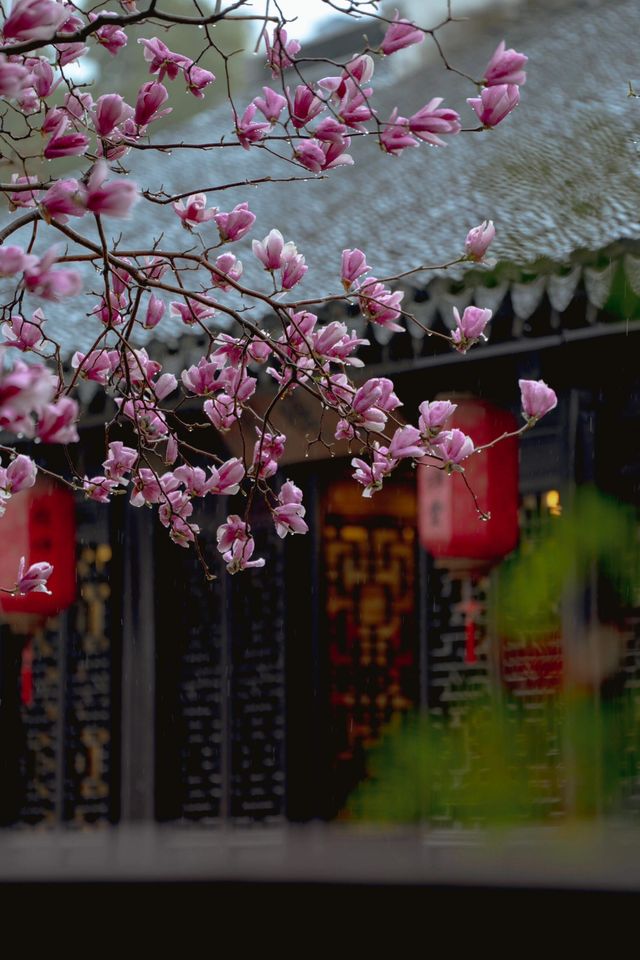 3月玉蘭地圖 無錫的玉蘭花開了！