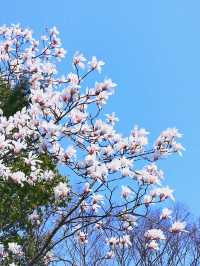 3.16實拍 含苞待放才是最美的最高境界