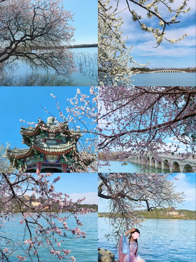 Summer Palace Flower Viewing Guide｜The Top Spring Peach Blossoms in Beijing Have Bloomed