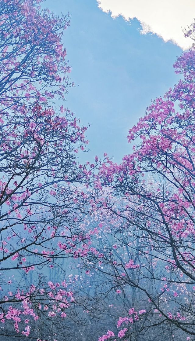 探秘藏王寨大屋脊：邂逅辛夷花的浪漫之旅！