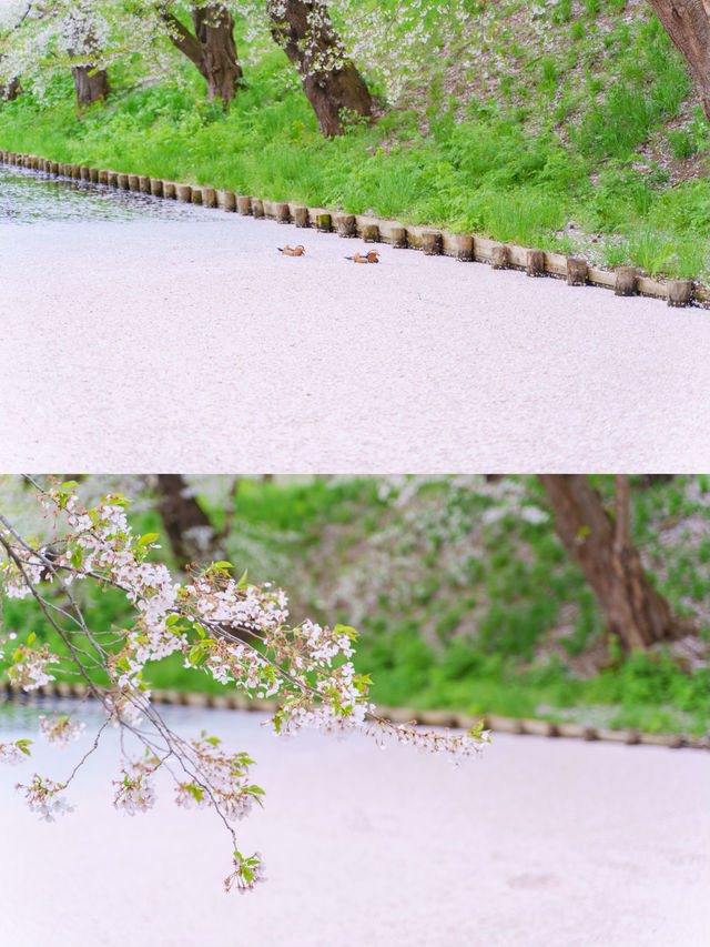 【青森】春日賞櫻～