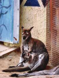 北京1.5小時直達！辛瑪森林動物樂園全攻略