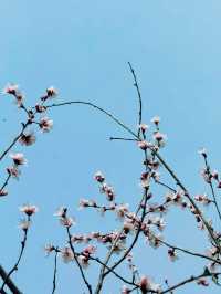 杭州 | 瑤山遺址公園賞桃花遊玩攻略