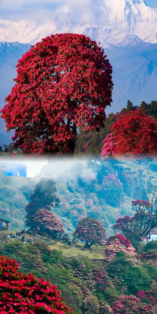 Nepal Trekking: The "Hardcore Charm" of Rhododendrons