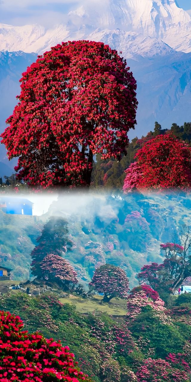 尼泊爾徒步：高山杜鵑的「硬核魅力」