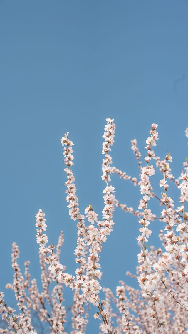 闖入奧森嘅四季花海，邂逅一整年嘅浪漫