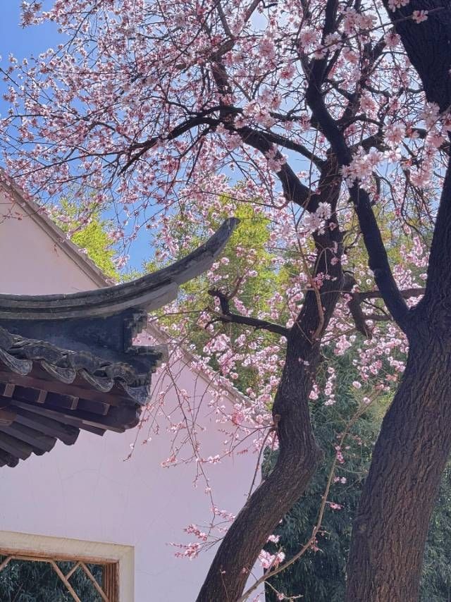 紫竹院杏梅花海盛放