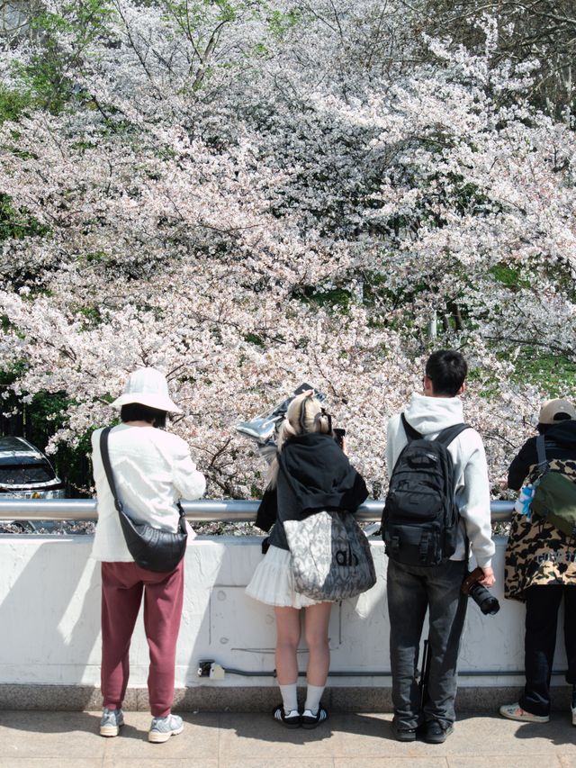 今日賞櫻必到｜虹口足球場櫻花季限定浪漫！