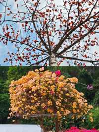 蓮花山公園|趁著花期走去深圳的春天裡