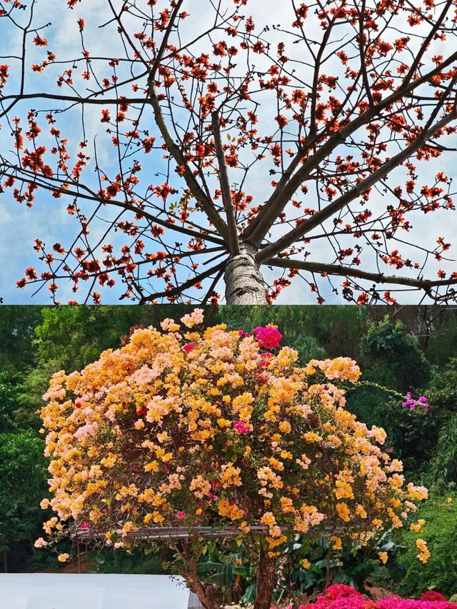 蓮花山公園|趁著花期走去深圳的春天裡