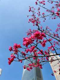 廣州春季賞花攝影點合集（賞花踏青啦）