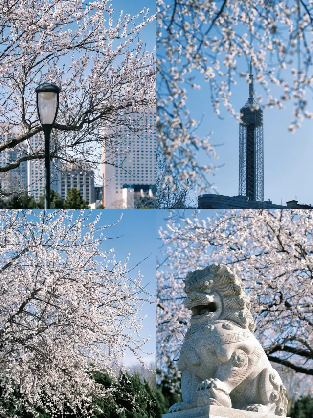大連勞動公園嘅桃花已經靚到升華咗啦