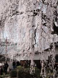 京都本滿寺嘅櫻花，美到心靈深處💕