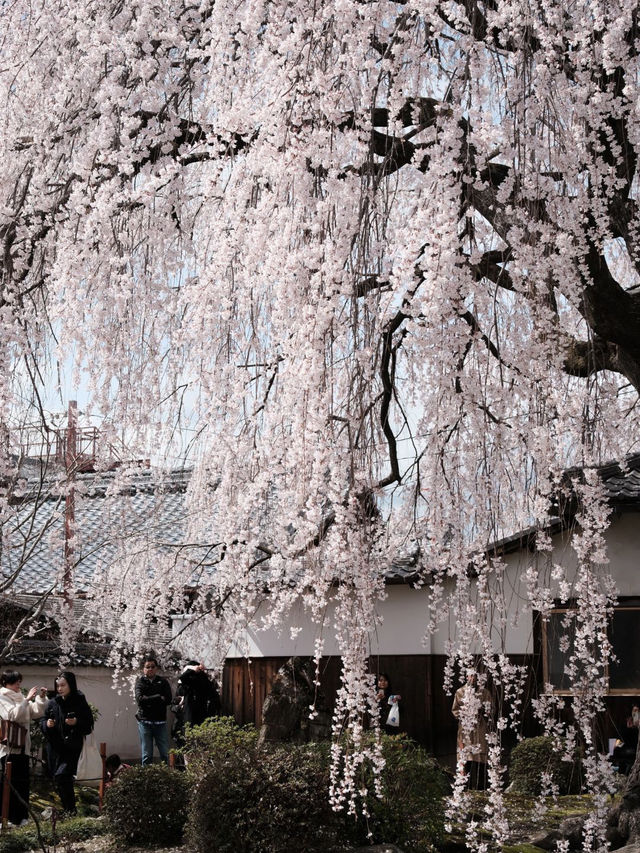 京都本滿寺嘅櫻花，美到心靈深處💕