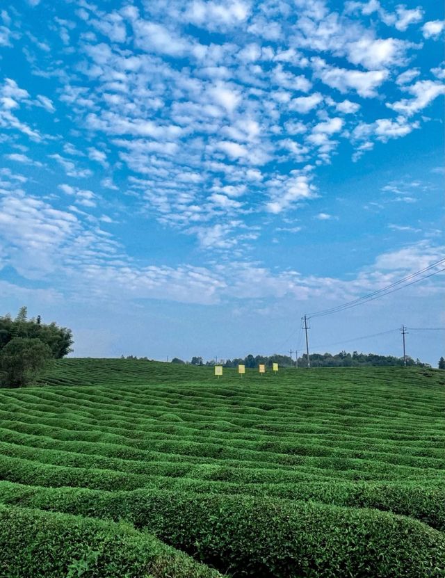 婺源維多利亞｜油菜花海中的英倫秘境。