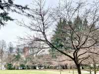 錦町公園，城市中的粉色詩篇