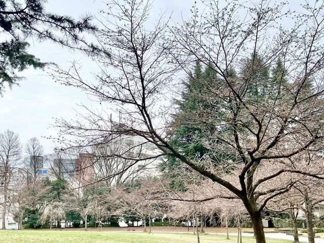 錦町公園，城市中的粉色詩篇