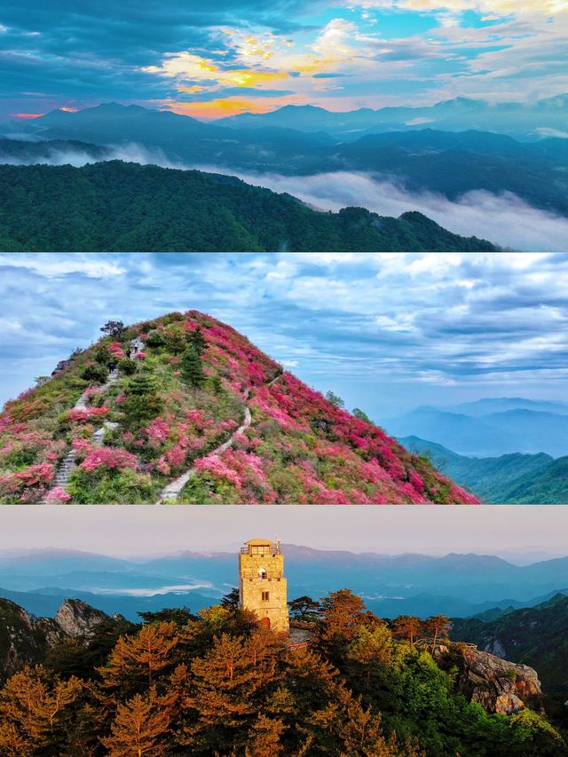 合肥周邊賞杜鵑·我在原始森林發現了秘境