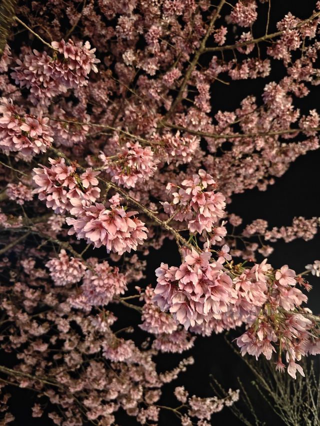 闖進粉色夢境！司馬庫斯的櫻花盛宴🌸