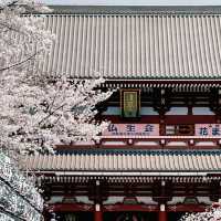 東京淺草寺賞櫻｜春天是個巨大的能量場