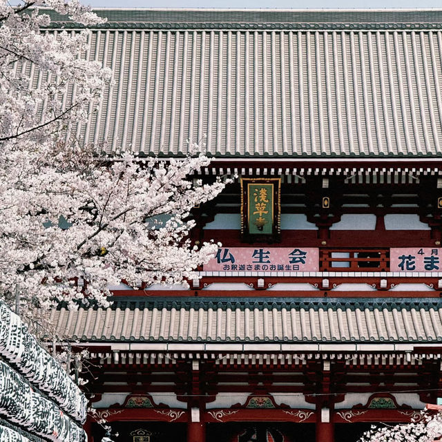 東京淺草寺賞櫻｜春天是個巨大的能量場