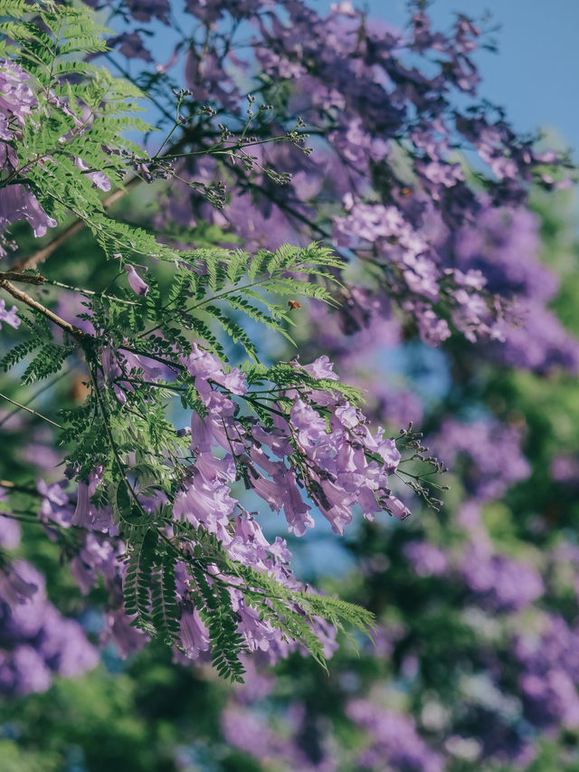 昆明限定浪漫｜住進紫色秘境裏的藍花楹攻略
