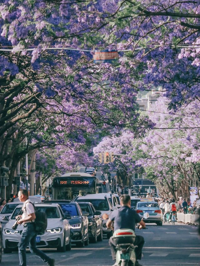 昆明限定浪漫｜住進紫色秘境裏的藍花楹攻略