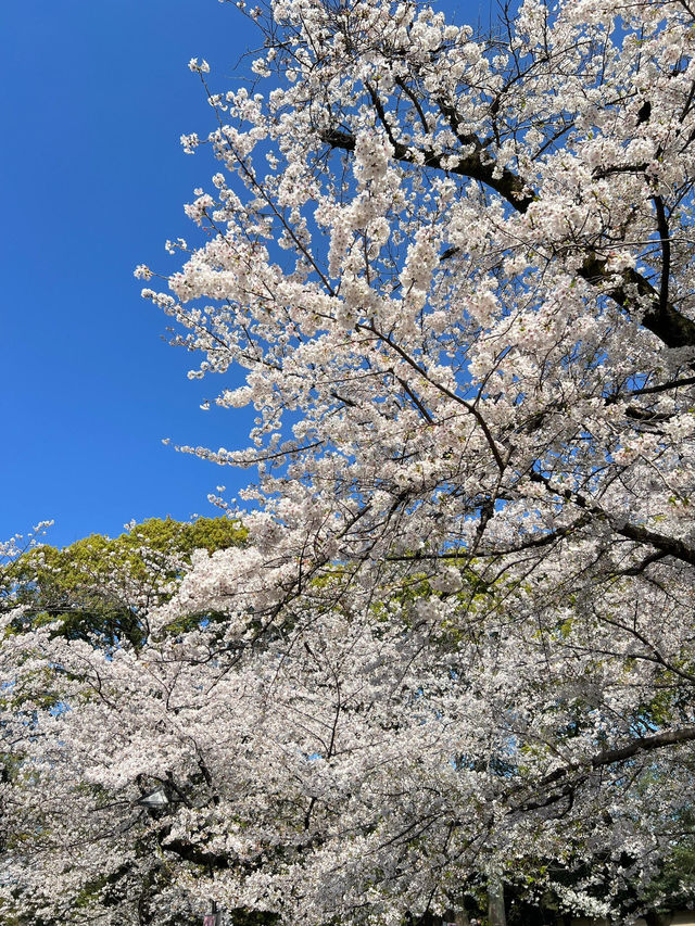 東京上野恩賜公園——一個讓人流連忘返的綠意角落