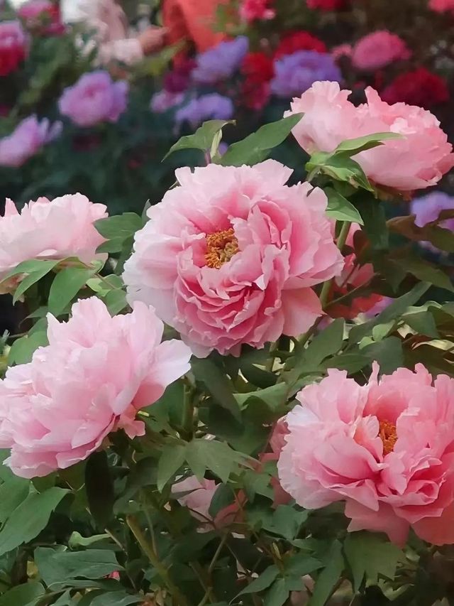 菏澤旅遊必備攻略(超齊全) 菏澤旅遊必備攻略(超齊全)