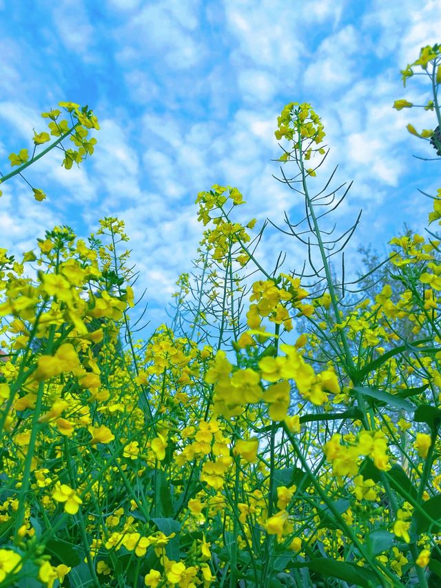 羅平春日限定 | 金雞峰叢賞油菜花攻略