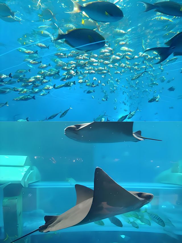 在三亞玩轉海洋奇境，暢享水上狂歡 ​