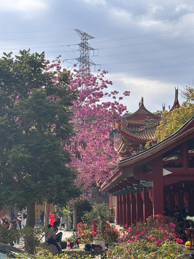 廈門仙岳山遊玩攻略：邂逅城市山林的愜意時光