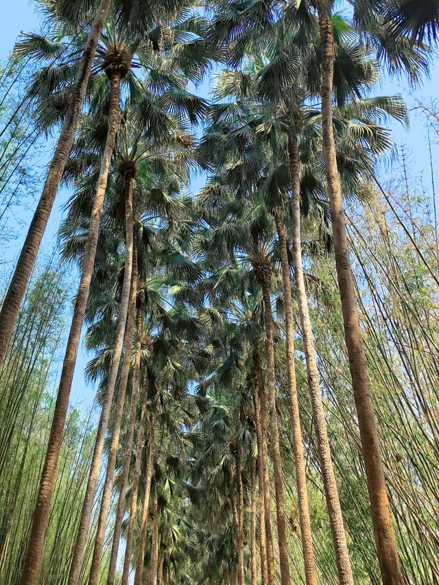 親子遊熱帶植物園丨西園3小時步行探秘全記錄