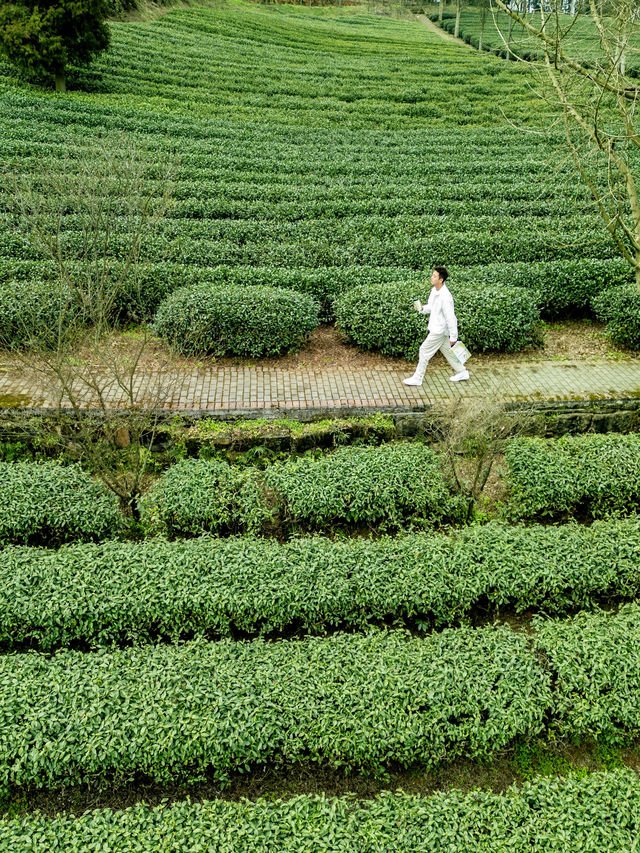 上春山重慶周邊春日採茶寶藏地！超治癒