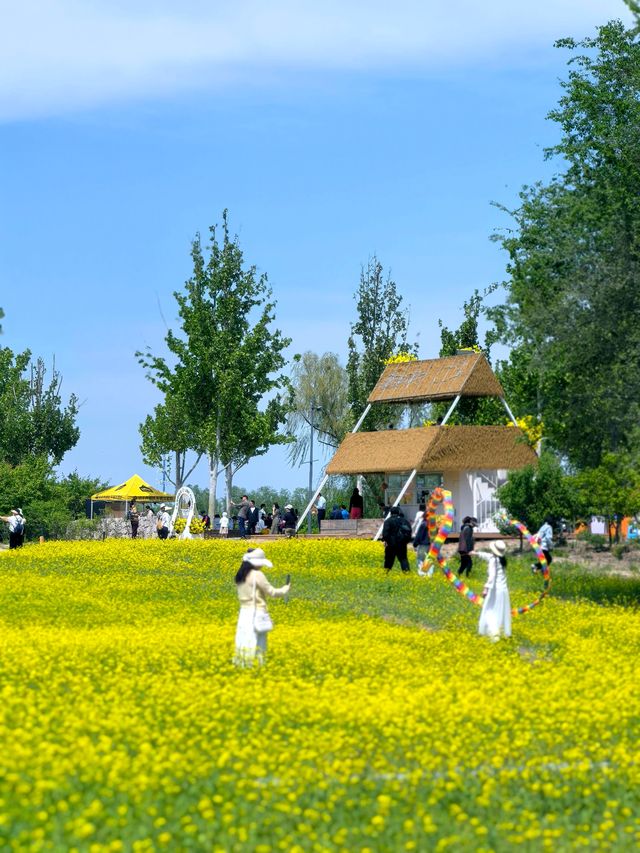 五一節快樂︱芸上梯田，雲下風景