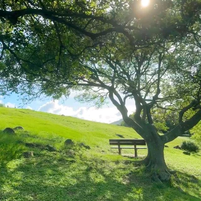 🌿清水灣公園呢片綠到發亮嘅草坪真係治癒到爆！