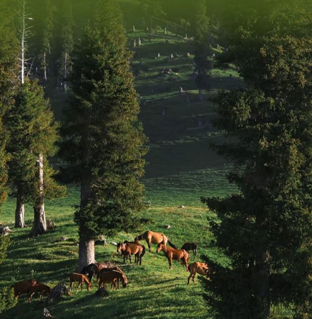 伊犁7日深度遊 玩轉美景。