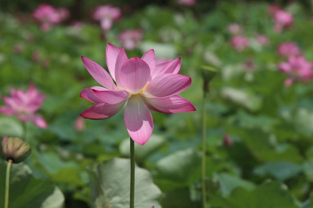 #普者黑旅行攻略 #雲南普者黑荷花 要睇最靚荷花千祈唔好等到七月中旬！本地人，全係本人自己影嘅，最靚荷