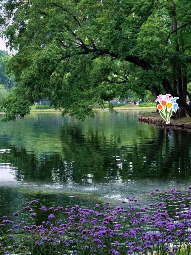 上海共青森林公園｜城市綠野仙蹤の一日漫遊指南   基礎資訊   地址：楊浦區軍工路2000號