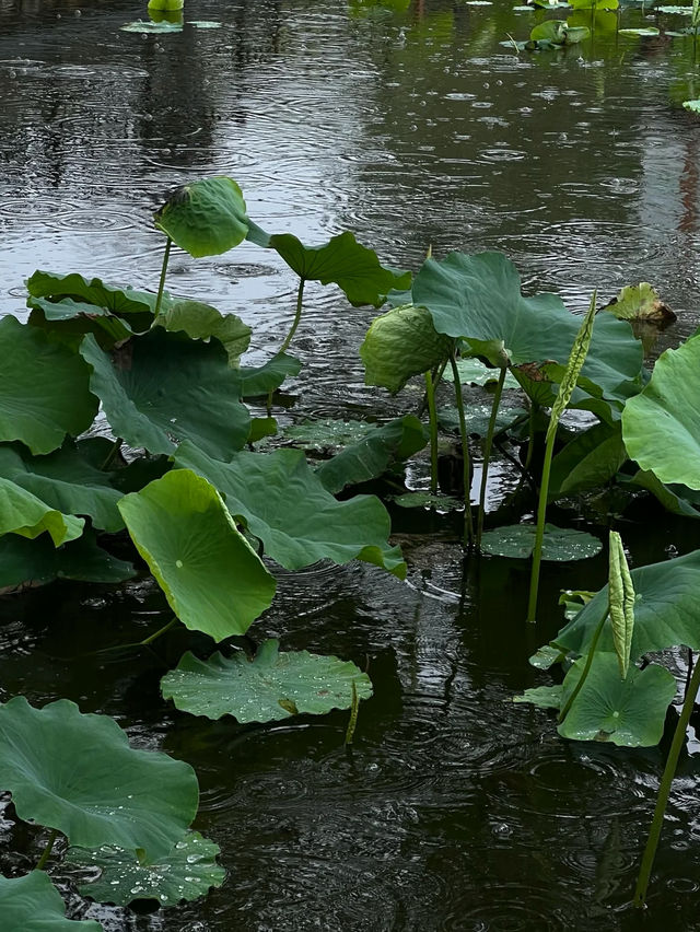 晴翠湖不如雨翠湖