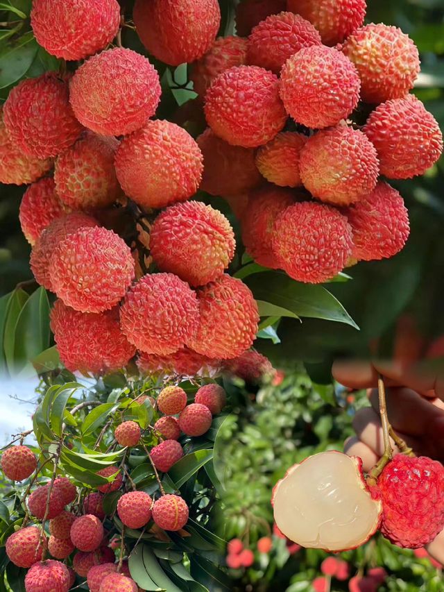 盛夏果香之城