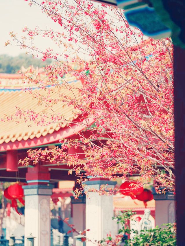 禪意縈繞｜探尋廈門天竺岩寺的千年靜謐】**  