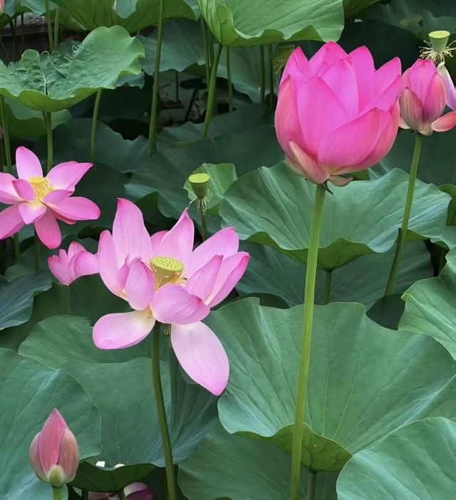 瀋陽回龍寺|邂逅千年唐風，解鎖歷史古韻