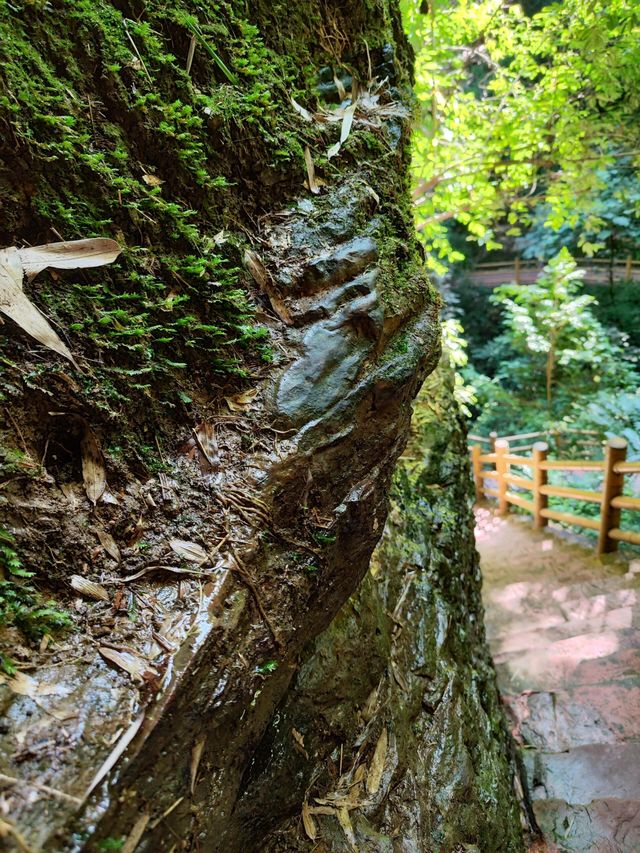 僰王山——探索現實版盜墓筆記！|| 地點：宜賓·僰王山