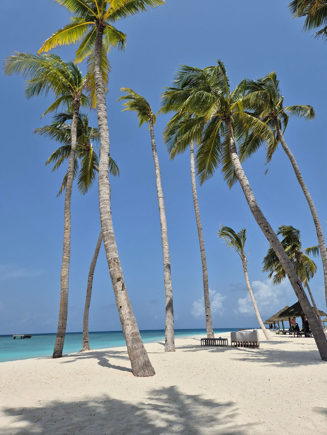 Incredible Stay at Veligandu Resort