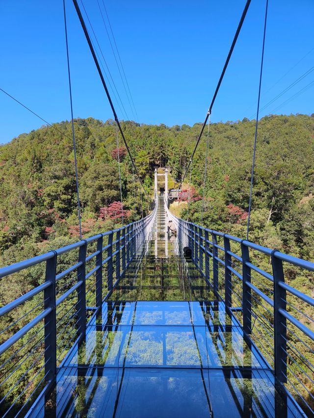 隱世秘境！穿越九龍江國家森林公園的綠野仙蹤 **推薦理由** 南嶺綠寶石！森林覆蓋率達97%的