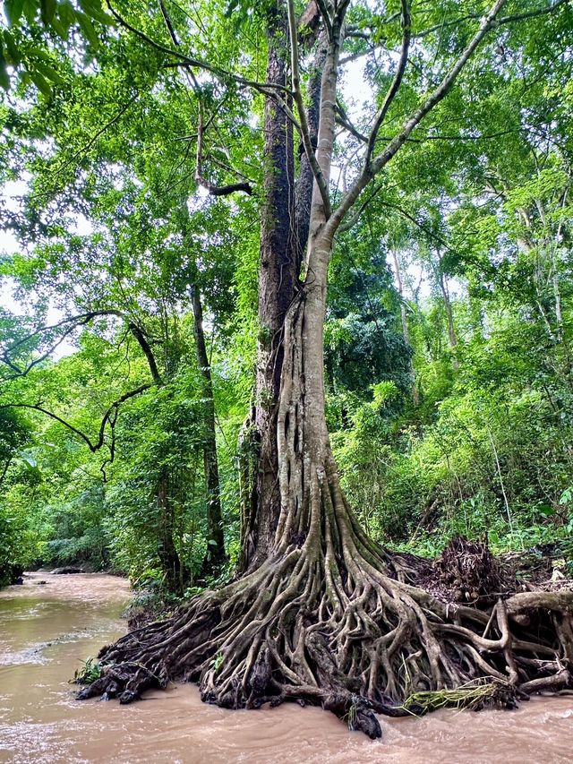 基諾山雨林穿越森林溪流