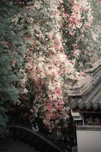人間驚現真江南!限定三角梅瀑布美哭